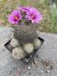 Preview: Mammillaria mazatlanensis